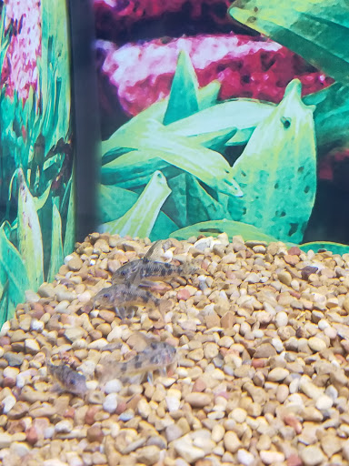 Pet Supply Store «Petco Animal Supplies», reviews and photos, 4175 Dowlen Rd, Beaumont, TX 77706, USA