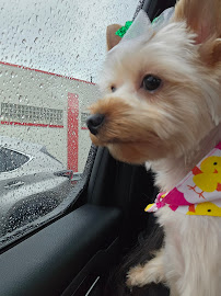 Clips N' Snips - Photo 3 - Car repair in Clifton, NJ, Paterson