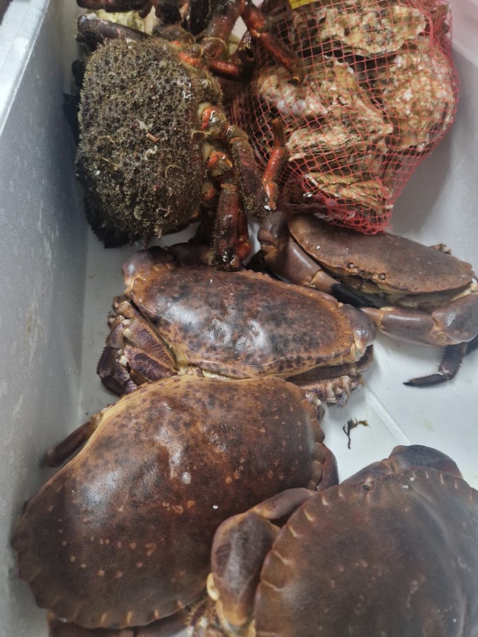 Marisqueria/arroceria Rone