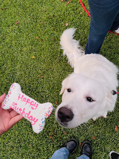 Pet Store «The Upper Paw», reviews and photos, 2809 Commerce St, Dallas, TX 75226, USA