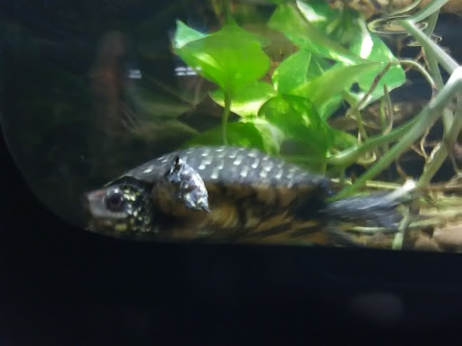 Pet Supply Store «Petco Animal Supplies», reviews and photos, 8966 S Broadway Ave #112, Tyler, TX 75703, USA