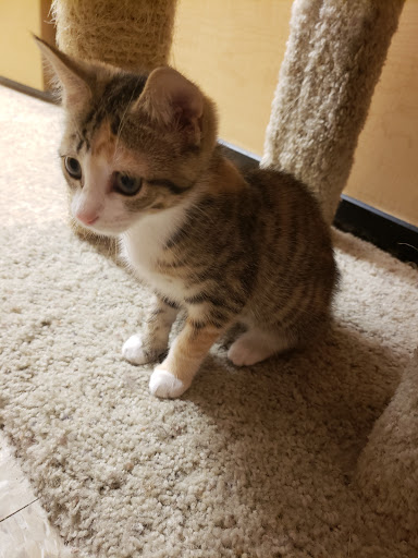 Pet Supply Store «PetSmart», reviews and photos, 5857 NJ-42, Turnersville, NJ 08012, USA