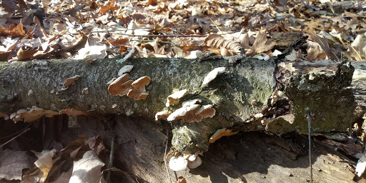 Nature Preserve «Eliason Nature Reserve», reviews and photos, 9501 Shaver Rd, Portage, MI 49024, USA