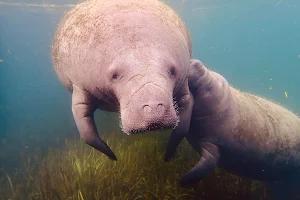 American Pro Diving Center-Swim With Manatees image