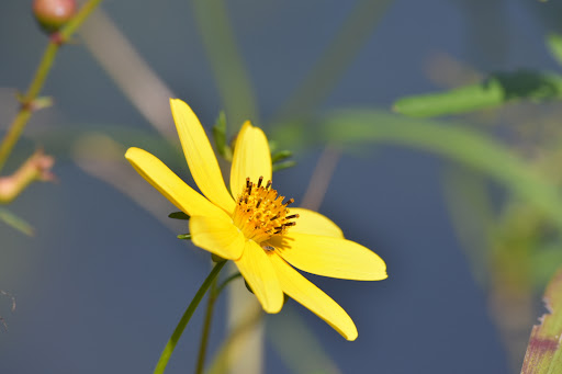 Park «Municipal (Langan) Park», reviews and photos, 4901 Zeigler Blvd, Mobile, AL 36608, USA