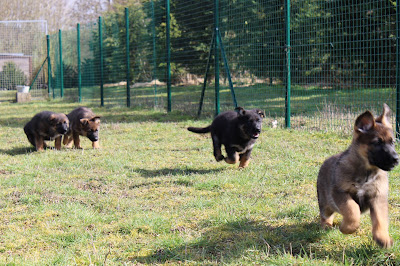 Centre Canin et Félin à Labbeville