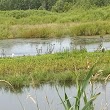 Ferguson Bayou Trail