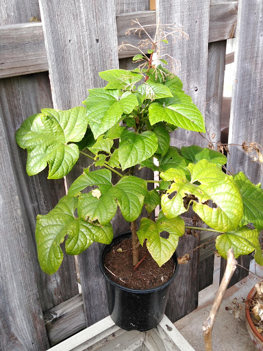 Hardware Store «Ace Hardware», reviews and photos, 3636 S Washington Ave, Titusville, FL 32780, USA