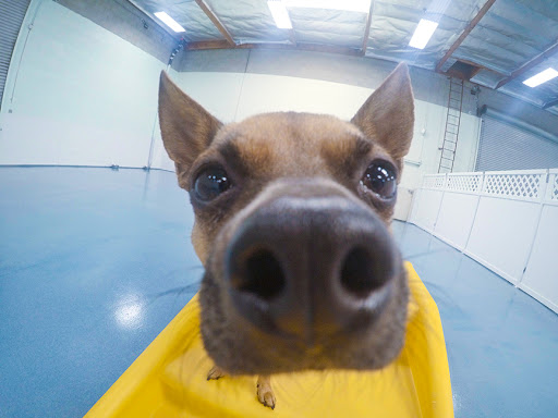 24 Hour Dog Daycare image
