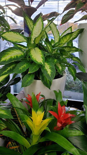 Florist «Metropolitan Plant & Flower», reviews and photos, 840 NJ-17, Paramus, NJ 07652, USA