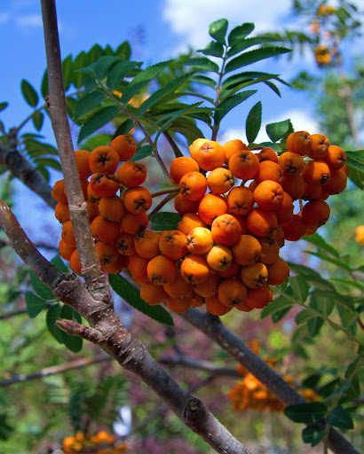 Park «Fort Dent Park», reviews and photos, 6800 Fort Dent Way, Tukwila, WA 98188, USA