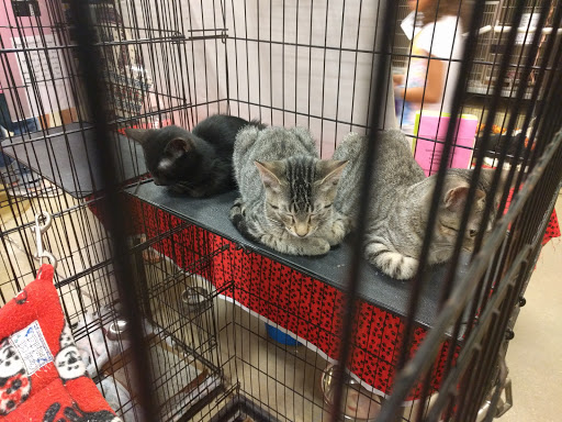 Pet Supply Store «PetSmart», reviews and photos, 3736 SW Archer Rd, Gainesville, FL 32608, USA