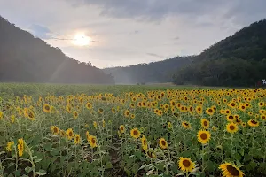 Lopburi Sunflower Field (Nov-Jan) image
