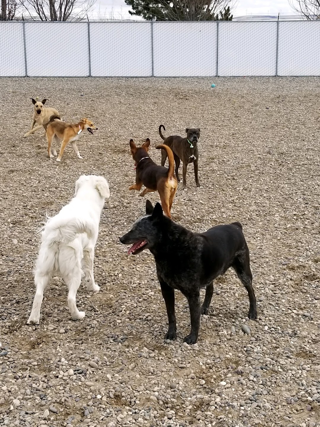 Ameripet Hotel & Pet Center