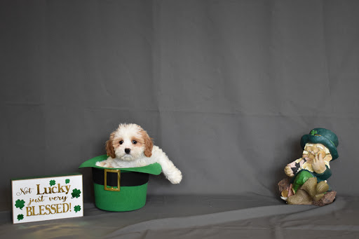 Pet Store «Puppy City», reviews and photos, 3343 Valley Pike, Winchester, VA 22602, USA