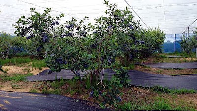 宮本ブルーベリー園