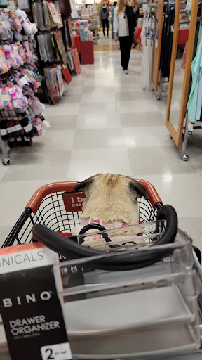 Department Store «T.J. Maxx», reviews and photos, 6035 Wesley Grove Blvd, Wesley Chapel, FL 33544, USA