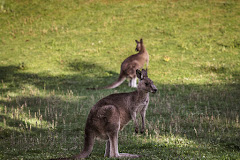 Kangaroo Viewing Trail