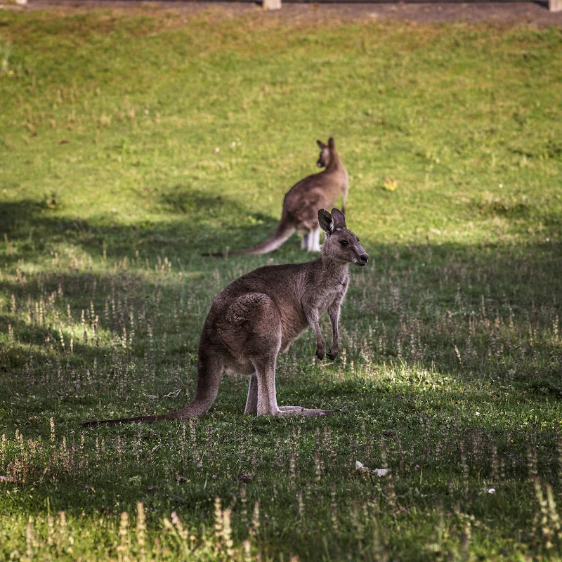 Kangaroo Viewing Trail