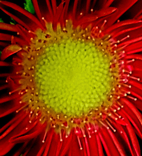 Supermarket «King Kullen», reviews and photos, 127 Sunrise Hwy, Rockville Centre, NY 11570, USA