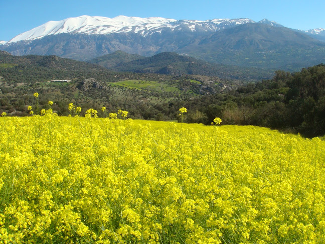 Golden South Fine Homes & Luxury Properties Ανοιχτές ώρες
