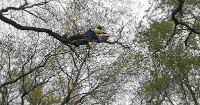 Branché ARBRE Élagage - Arboriste Grimpeur Élagueur en Vendée 85 à Saint-Hilaire-le-Vouhis