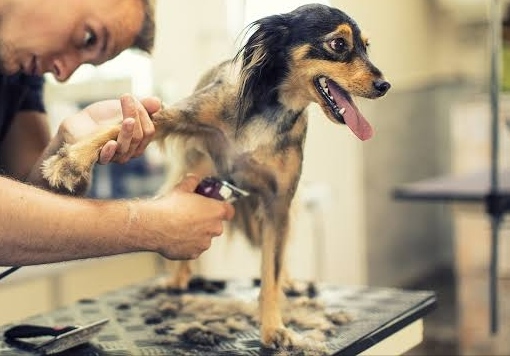 Pet Grooming & Bathing Delhi ( Home Services )