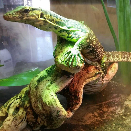 Reptile Store «Sierra Aquatics», reviews and photos, 295 Kietzke Ln, Reno, NV 89502, USA