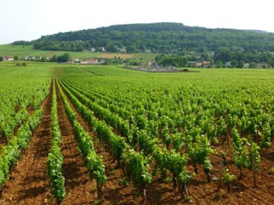 Domaine pierre guillemot à Savigny-lès-Beaune