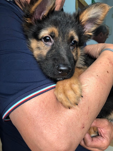 San Esteban Clínica Veterinaria en Fuenlabrada