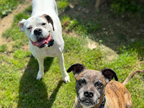 Paws-itively Caring LLC - Photo 8 - Car repair in , Youngstown