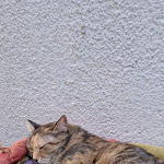 Photo n°3 de l'avis de Teodora.o fait le 01/10/2023 à 19:32 sur le  Ristorante La Colonna à Venice