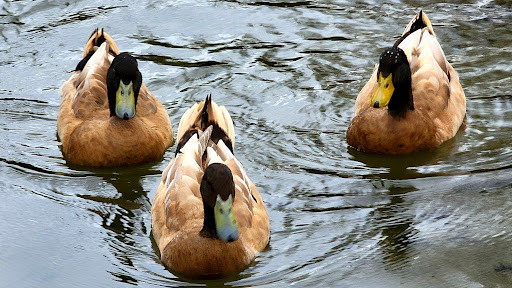 Museum «Washington County Museum of Fine Arts», reviews and photos, 401 Museum Dr, Hagerstown, MD 21741, USA