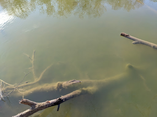 Park «Burnet Woods», reviews and photos, 3251 Brookline Ave, Cincinnati, OH 45220, USA