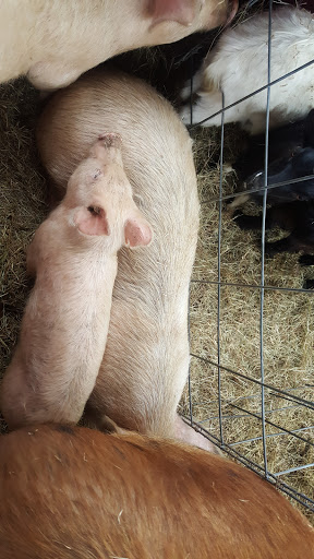 Home Improvement Store «Tractor Supply Co.», reviews and photos, 5111 Murfreesboro Rd, College Grove, TN 37046, USA