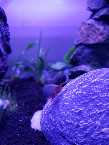 Pet Supply Store «Chico Pet Works & Pet Salon», reviews and photos, 2201 Pillsbury Rd # 186, Chico, CA 95926, USA