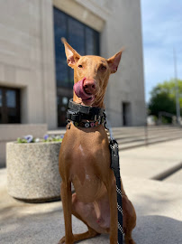 Woof Walks - Photo 4 - Car repair in , Lynn