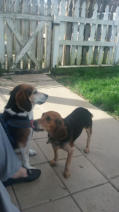Hokies Hounds Beagle Rescue