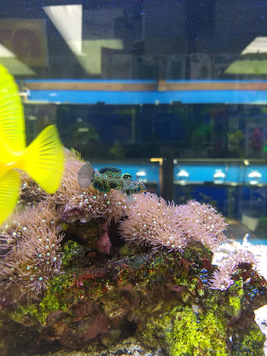 Pet Store «Laconia Pet Center», reviews and photos, 1343 Union Ave, Laconia, NH 03246, USA