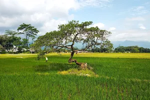 "Pengantin" Tree Salatiga image