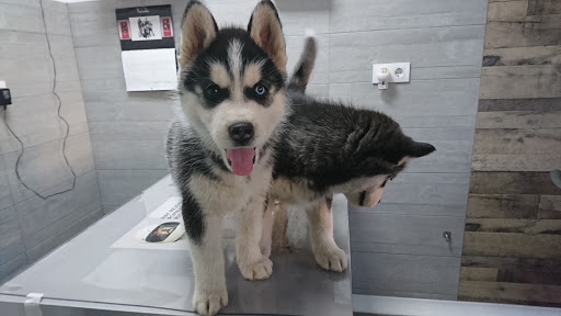 Veterinarios La Jara en El Real de la Jara