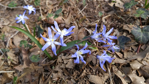 Museum «Reynolda House Museum of American Art», reviews and photos, 2250 Reynolda Rd, Winston-Salem, NC 27106, USA