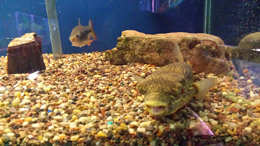 Pet Store «Pet Paradise Grooming», reviews and photos, 1115 Pueblo Blvd Way, Pueblo, CO 81005, USA