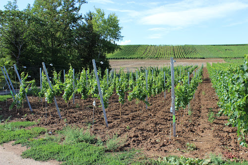 PEPINIERES VITICOLES SCHAFFNER à Ergersheim