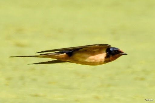 Nature Preserve «Lincoln Marsh», reviews and photos, Harrison Ave & Pierce Ave, Wheaton, IL 60187, USA