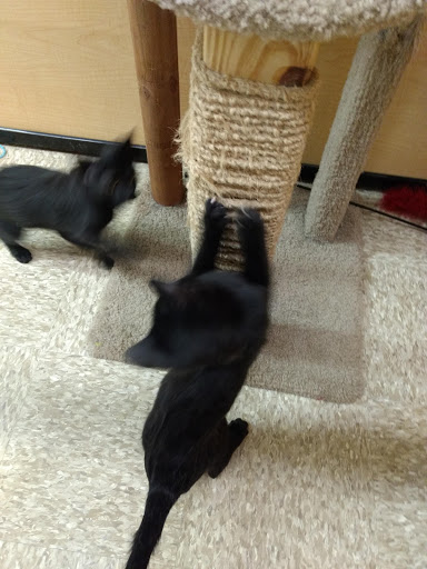 Pet Supply Store «PetSmart», reviews and photos, 8175 Arbor Square Dr, Mason, OH 45040, USA