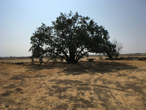 Produce Market «Dixon Fruit Market», reviews and photos, 7808 Batavia Rd, Dixon, CA 95620, USA