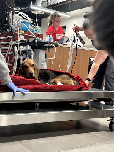 Veterinary Emergency Group image