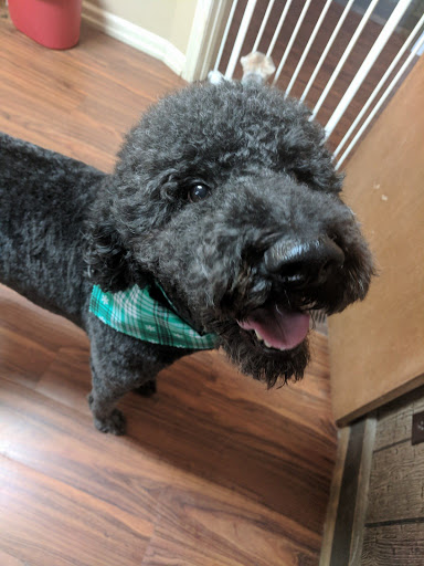 Foxy Mutts Grooming Salon