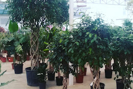 Palmiye Botanik Bursa İthal İc mekan Dış Mekan Bitkileri